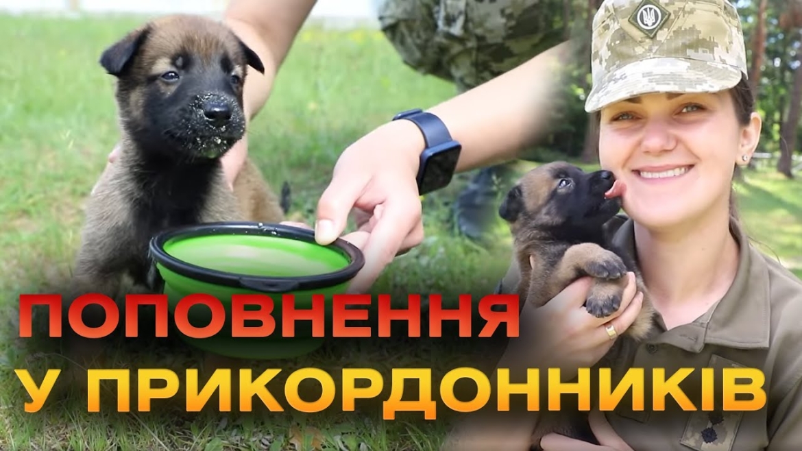 Embedded thumbnail for В Кінологічному навчальному центрі народилися цуценята. Державна прикордонна служба поділилась відео