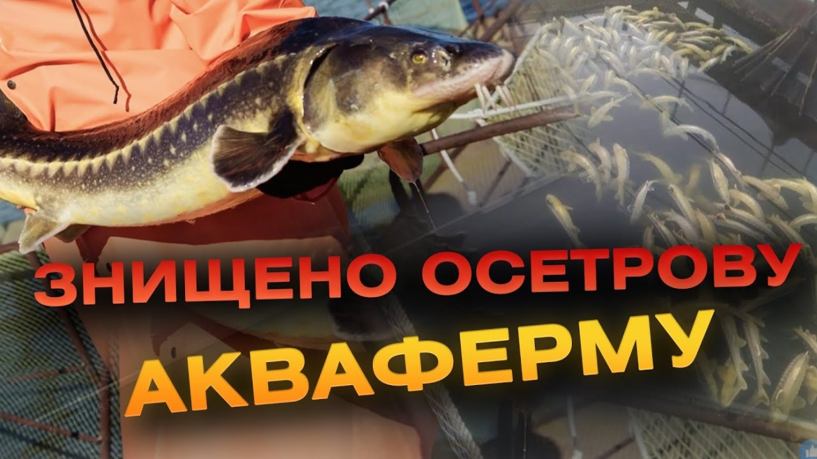 Embedded thumbnail for Загибель 9 тонн риби у Ладижині власники пов’язують зі шкідливими викидами у воду