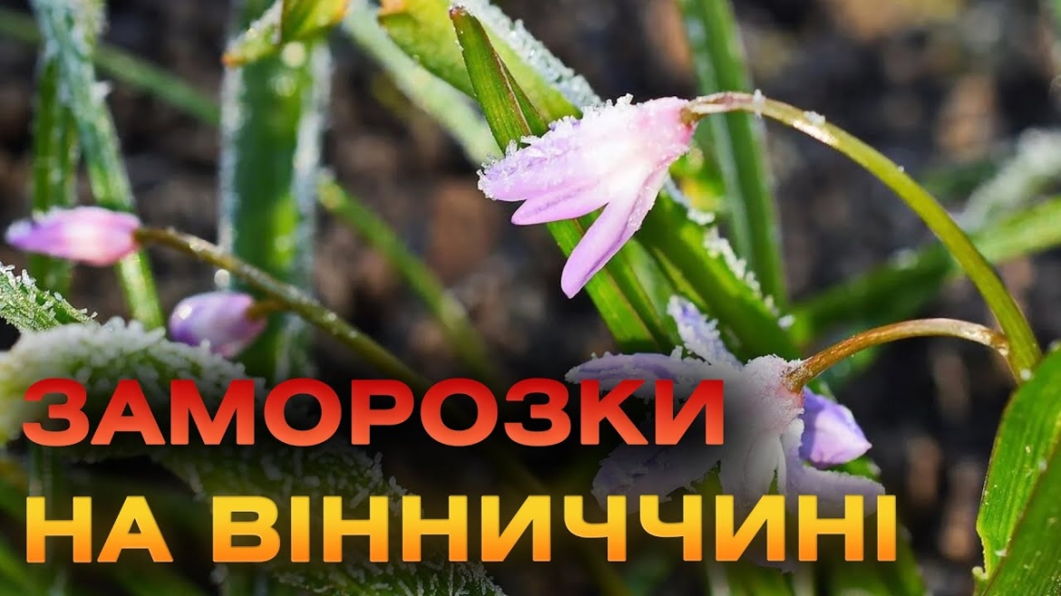 Embedded thumbnail for Вінничан попереджають про сильні нічні заморозки