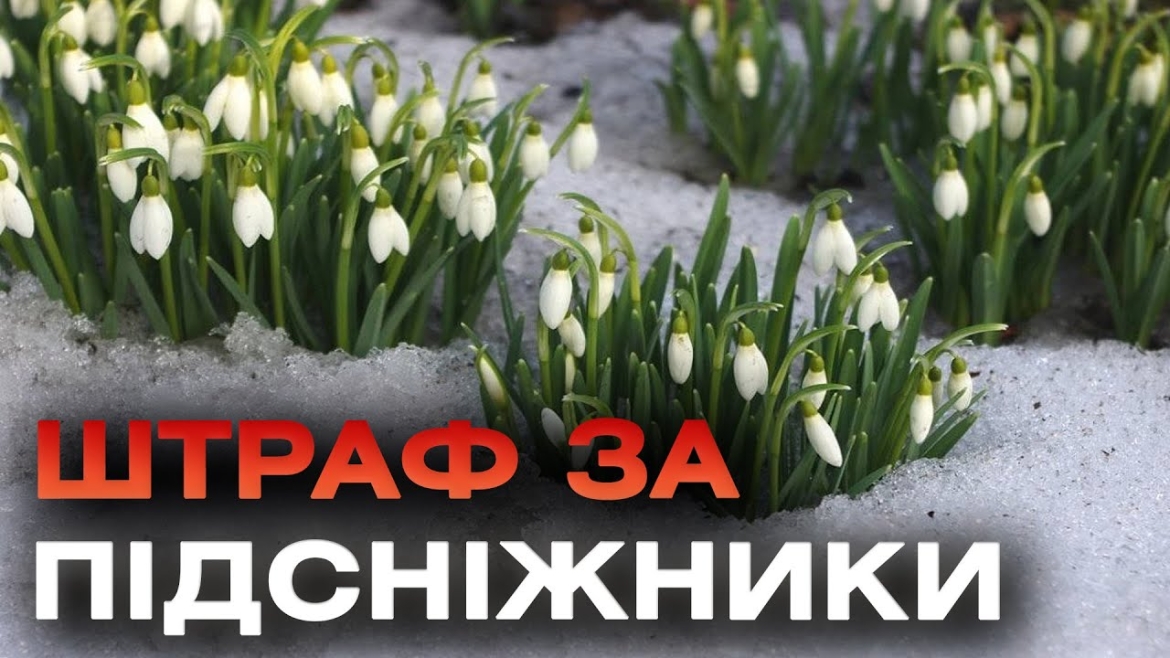 Embedded thumbnail for У Вороновицькій громаді &quot;на гарячому&quot; спіймали трьох продавців підсніжників