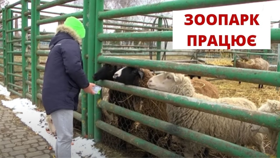 Embedded thumbnail for Подільський зоопарк знову відчиняє двері для відвідувачів