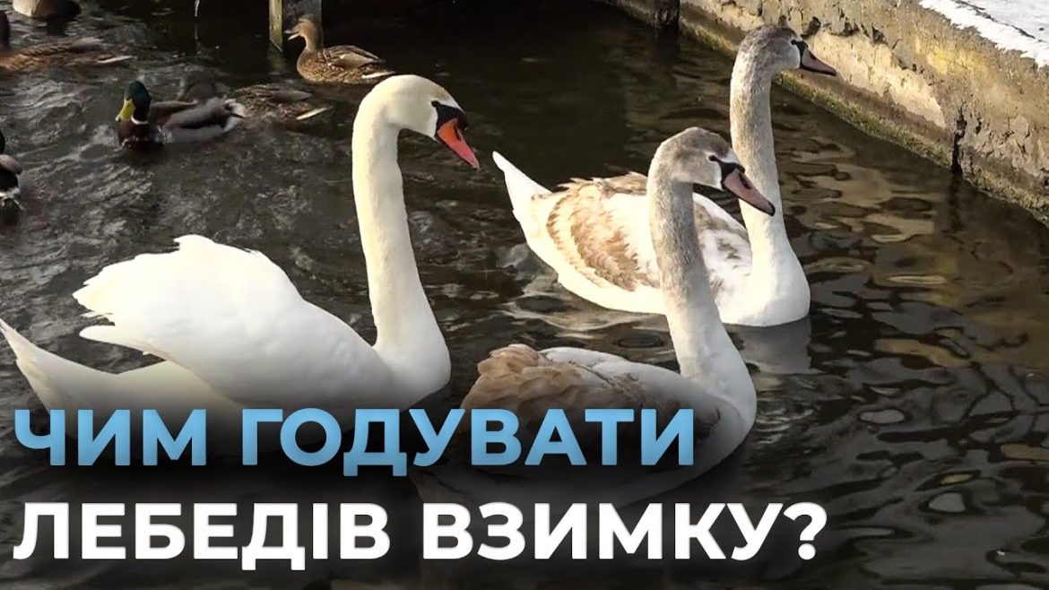 Embedded thumbnail for На вінницькому озері зимують лебеді та качки - як їм допомогти, щоб не зашкодити