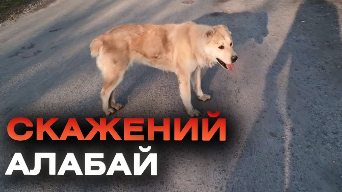 Embedded thumbnail for В мікрорайоні Бучми у Вінниці скажений собака покусав 15 людей