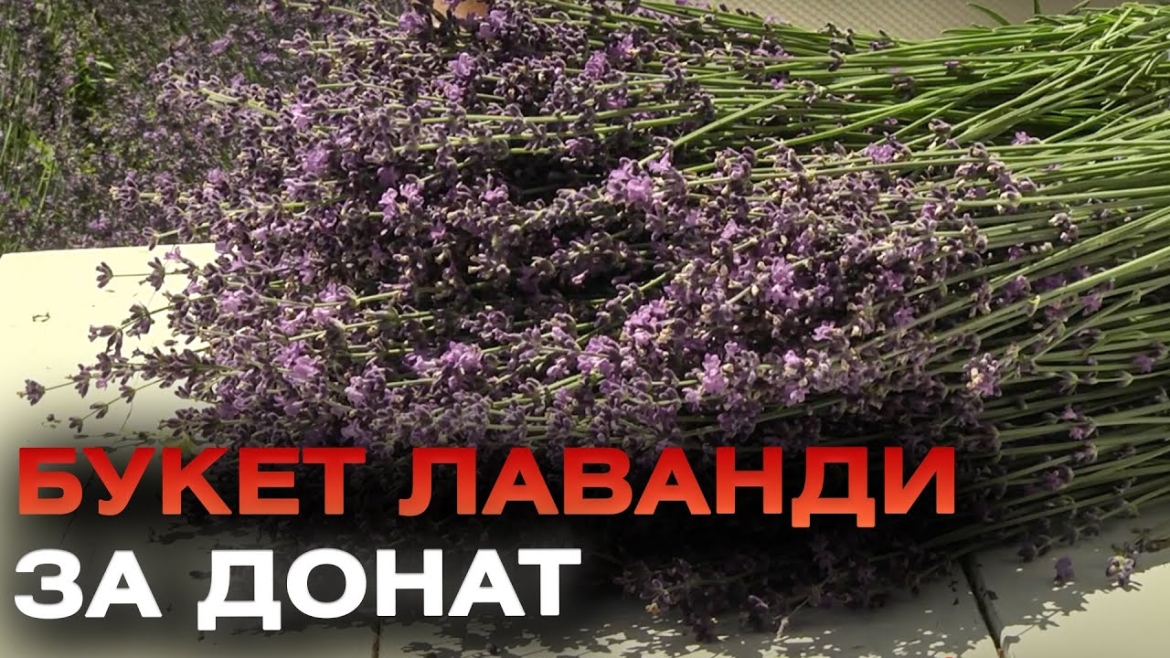 Embedded thumbnail for Лавандове поле поблизу Вінниці приваблює туристів та допомагає збирати кошти для ЗСУ