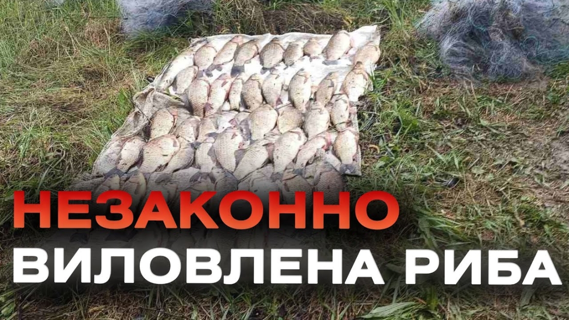 Embedded thumbnail for Браконьєр на водоймах Вінниччині наловив риби на майже на 800 000 гривень