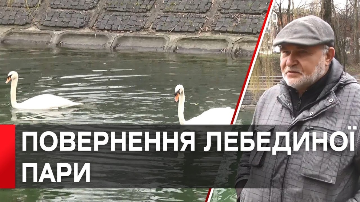 Embedded thumbnail for Апартаменти на воді: лебедине сімейство після переїзду обживається у вінницькому Центральному парку