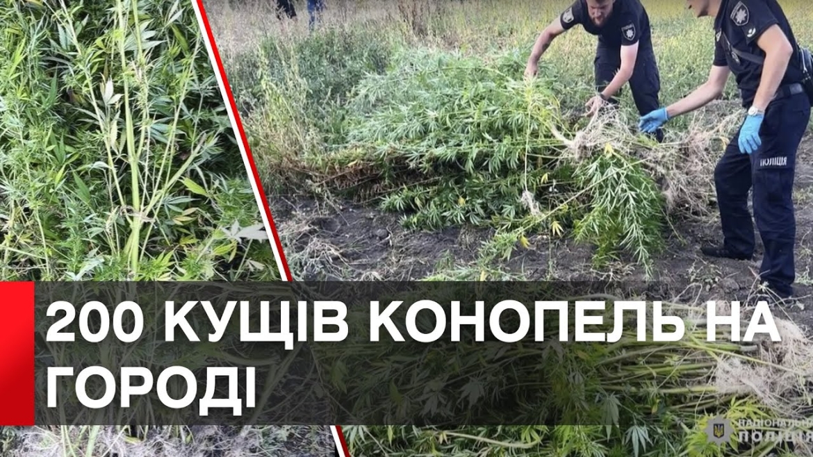 Embedded thumbnail for Вінничанка вирощувала дві сотні рослин конопель на присадибній ділянці