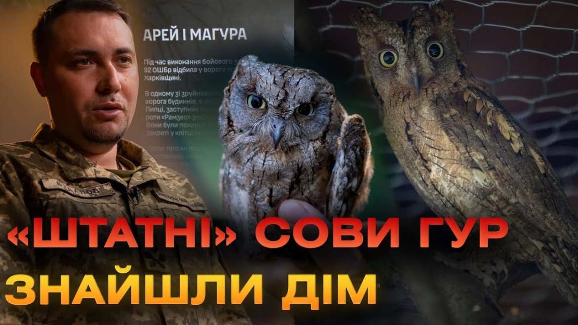 Embedded thumbnail for Совенята Буданова Арей та Маґура оселилися у Київському зоопарку