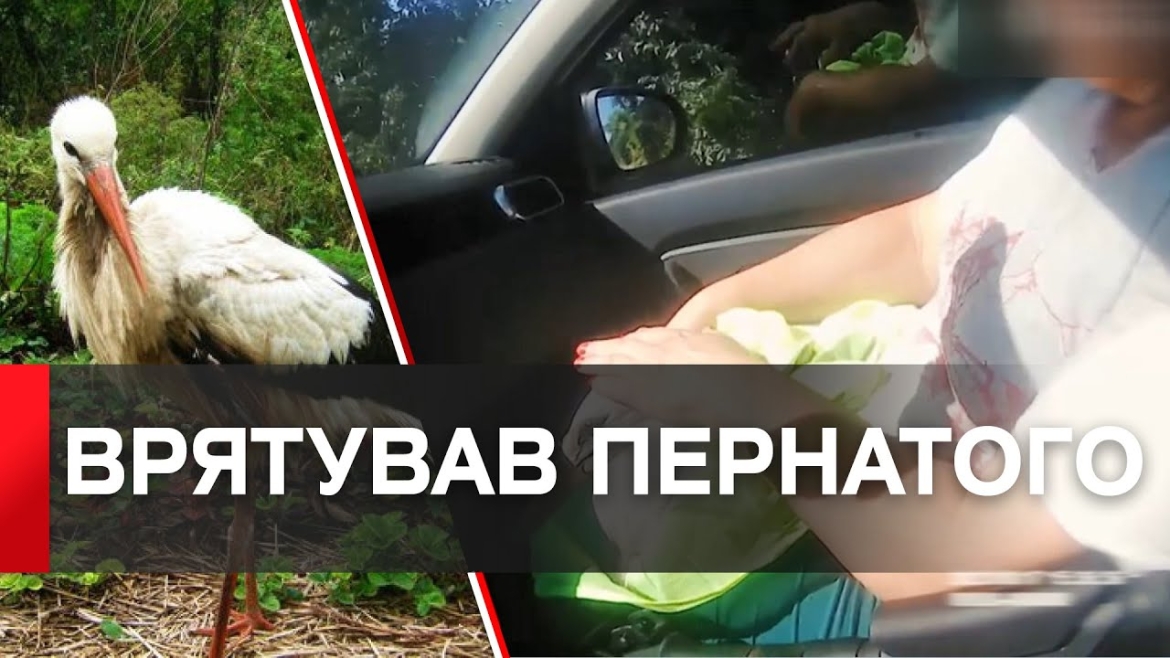 Embedded thumbnail for На Вінниччині поліцейський офіцер громади врятував пораненого птаха