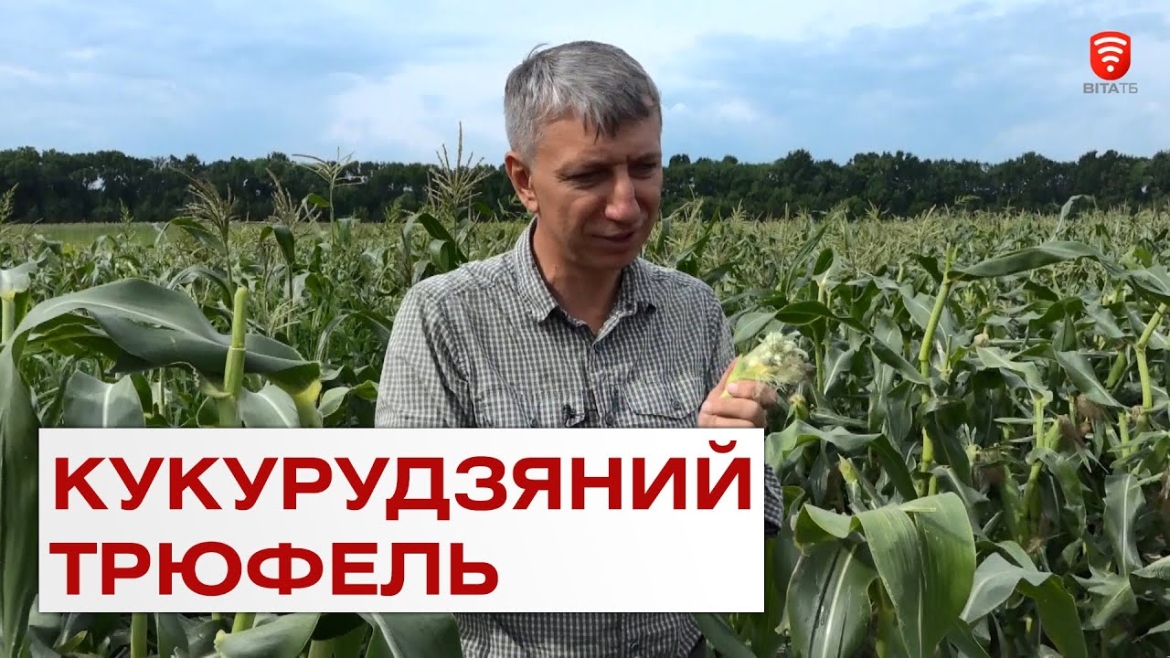 Embedded thumbnail for Як вінничанин вирощує мексиканський трюфель