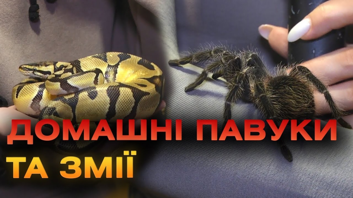 Embedded thumbnail for Вдома у 19-річної вінничанки живуть змії, павуки, багатоніжки і гекони