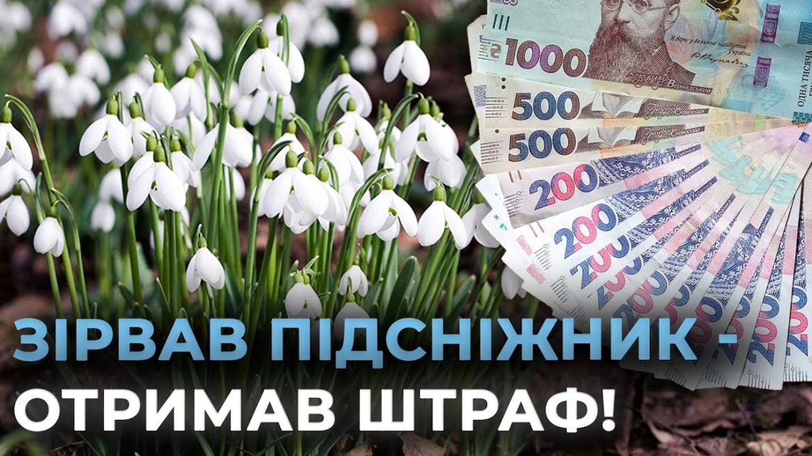 Embedded thumbnail for На Вінниччині борються з незаконною торгівлею первоцвітами: штрафи до 3300 грн за підсніжники