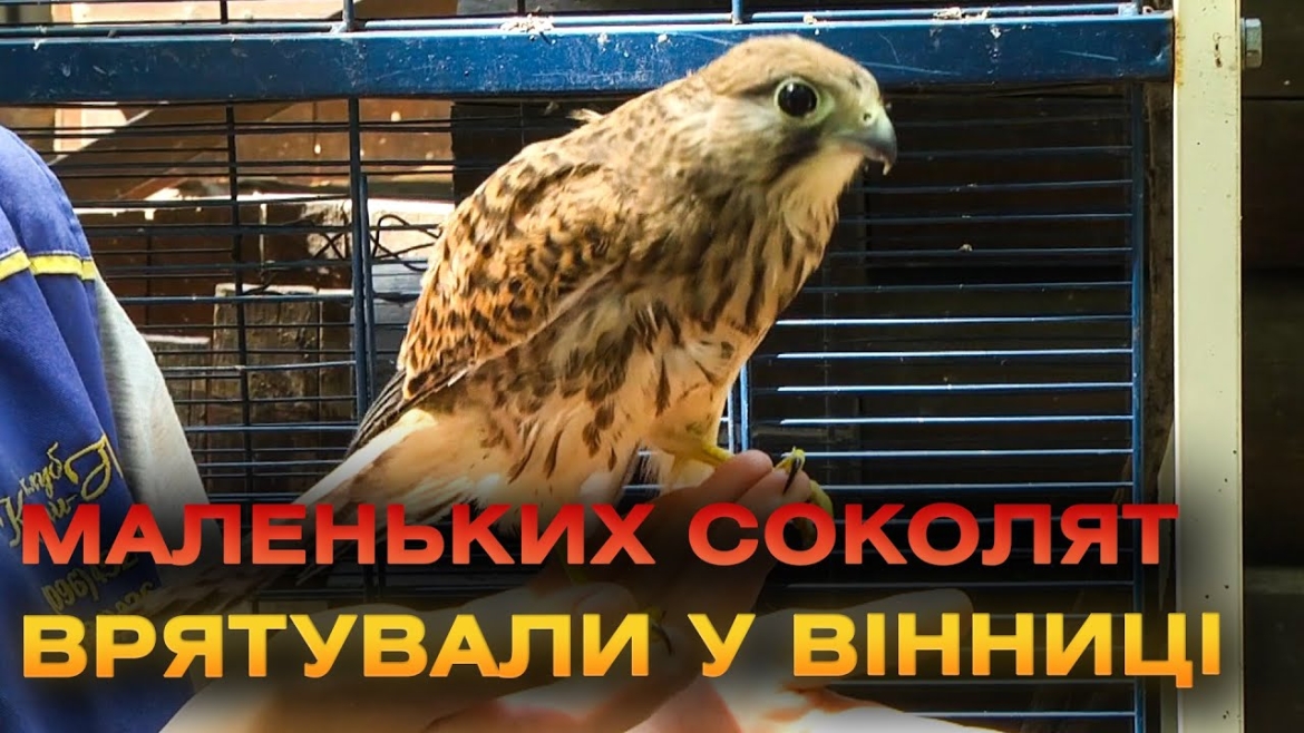 Embedded thumbnail for У Вінницькому зоодворику виходжують маленьких соколят: про них піклуються, підліковують та годують