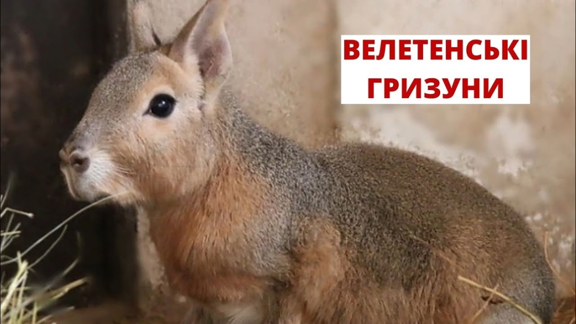 Embedded thumbnail for У Вінницькому зоопарку житимуть велетенські гризуни - патагонські мару