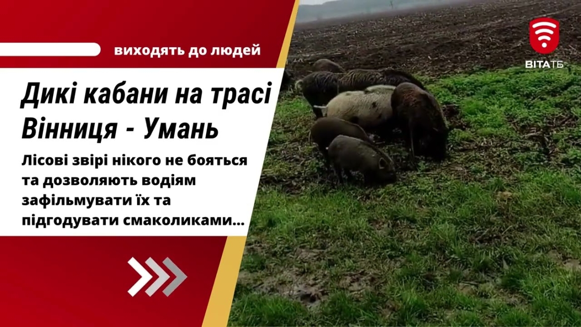 Embedded thumbnail for Під Вінницею стадо диких кабанів виходить до траси по їжу