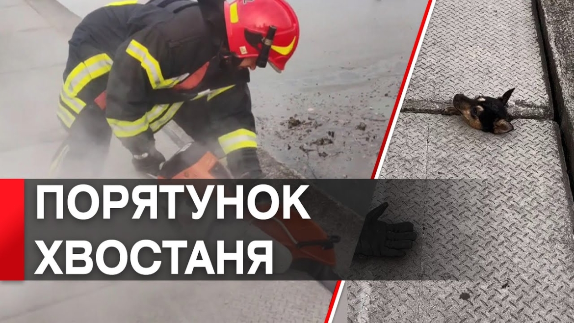 Embedded thumbnail for На Вінницькій набережній рятувальники діставали з бетонної пастки собаку