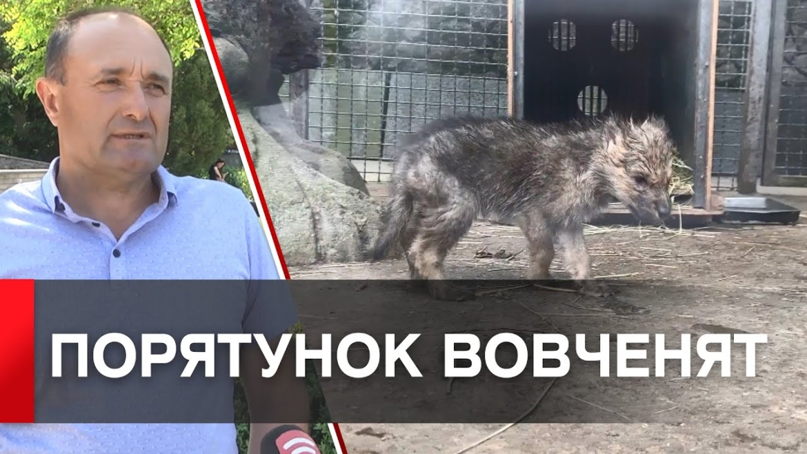 Embedded thumbnail for У вінницькому зоопарку виходили вовченят, які втратили маму