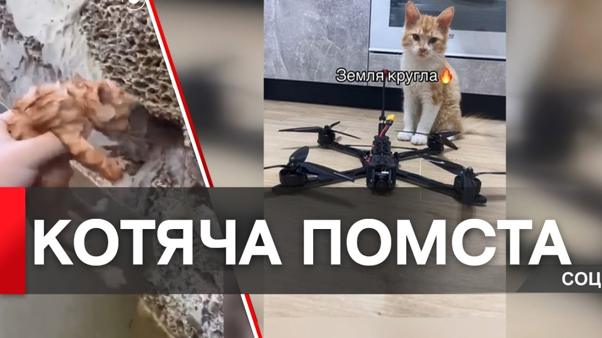 Embedded thumbnail for Кошеня з Херсону помстилось за свої страждання окупантам