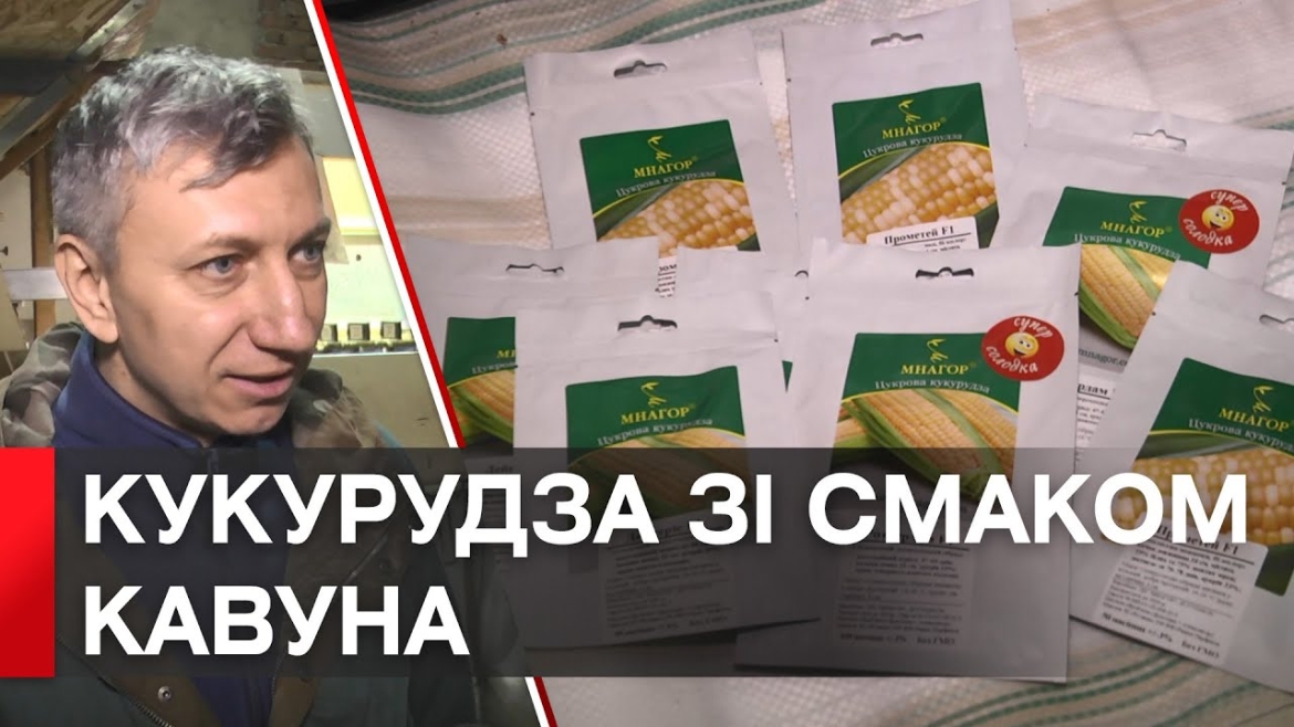 Embedded thumbnail for Вінницький селекціонер вивів сорти кукурудзи з ягідними смаками