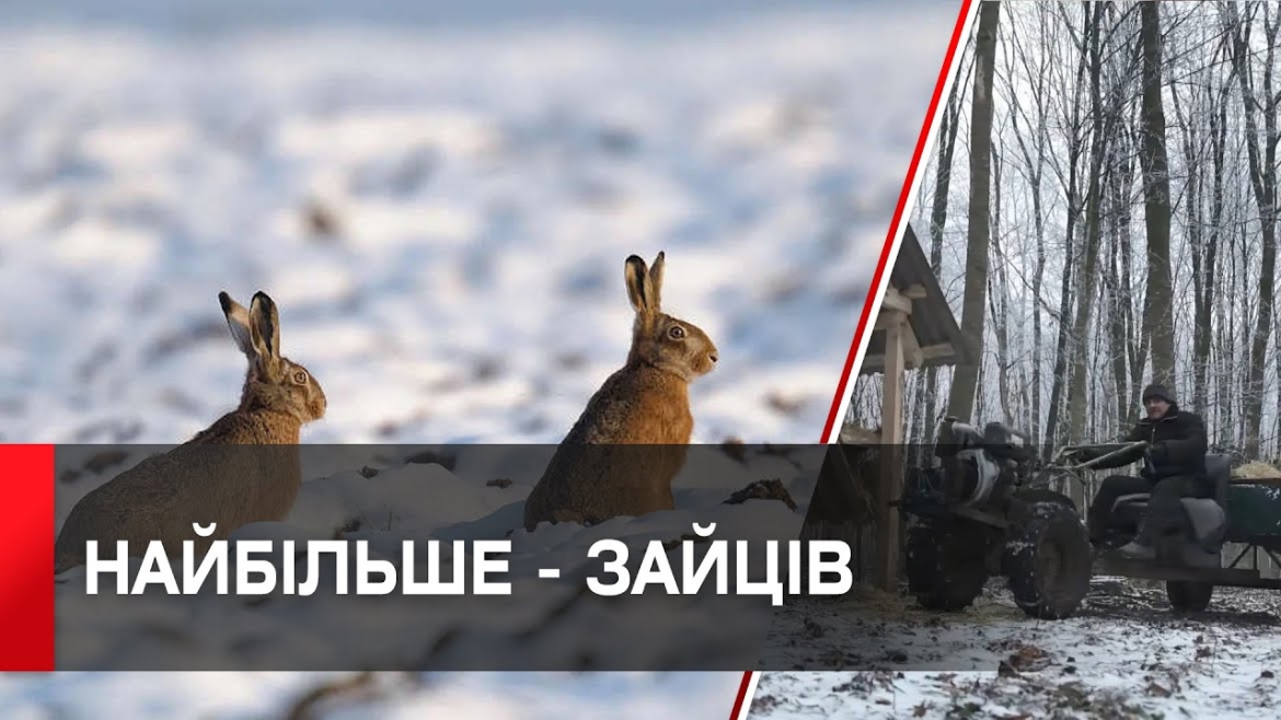 Embedded thumbnail for Лісники Вінниччини порахували живність в наших лісах