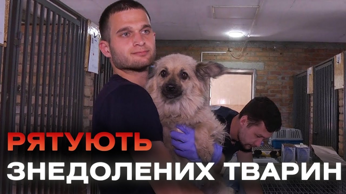 Embedded thumbnail for Стерилізують та вакцинують від сказу: у Вінниці лікарі-ветеринари допомагають безпритульним собакам