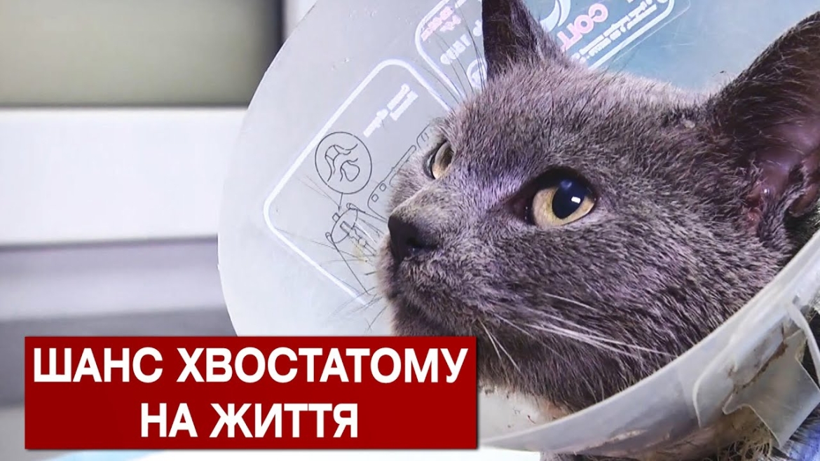 Embedded thumbnail for Мура просить про шанс на щасливе котяче життя