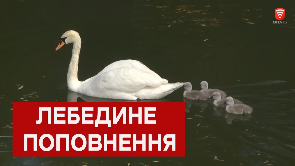 Embedded thumbnail for Лебединий бебі - бум у Вінниці