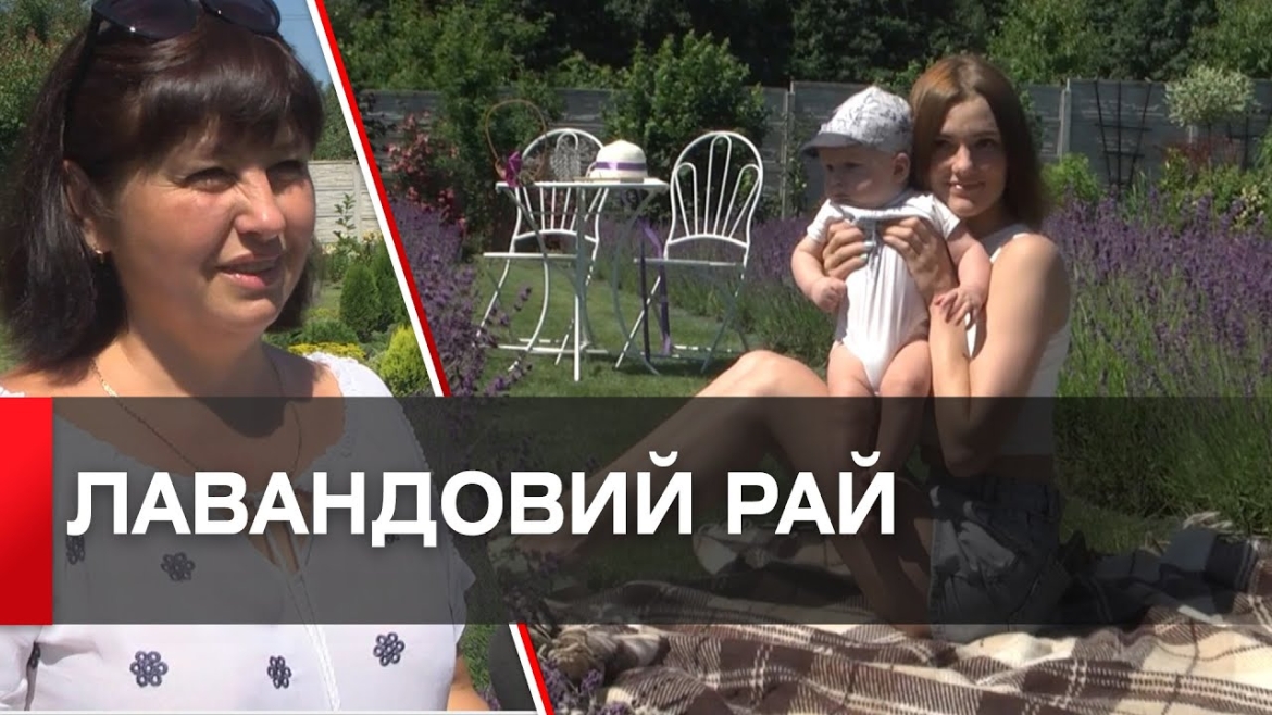 Embedded thumbnail for Поле лаванди висадили вінничани на своїй присадибній ділянці