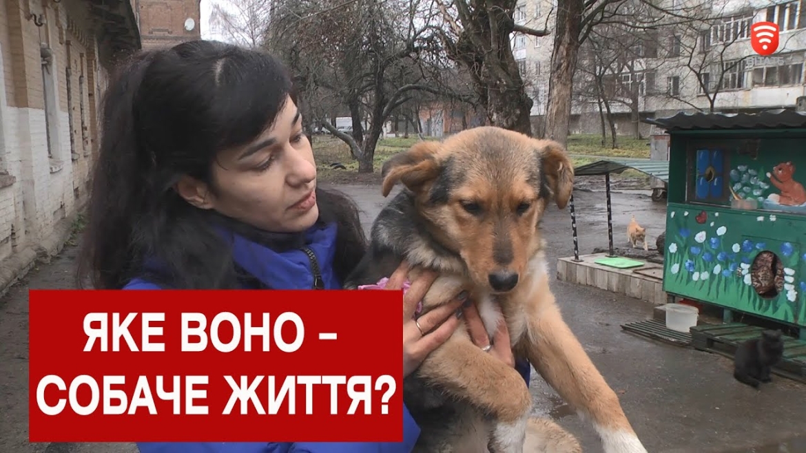 Embedded thumbnail for Хто у Вінниці захищає безпритульних собак?