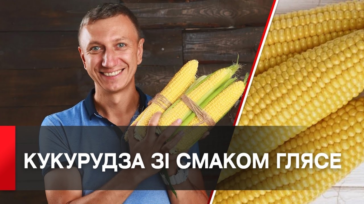 Embedded thumbnail for Вінницькі селекціонери вивели новий солодкий сорт кукурудзи