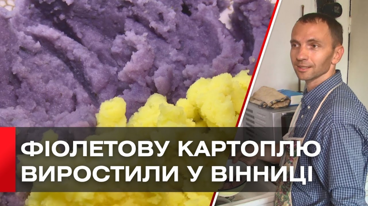 Embedded thumbnail for Диво-врожай: вінничанин виростив фіолетову картоплю