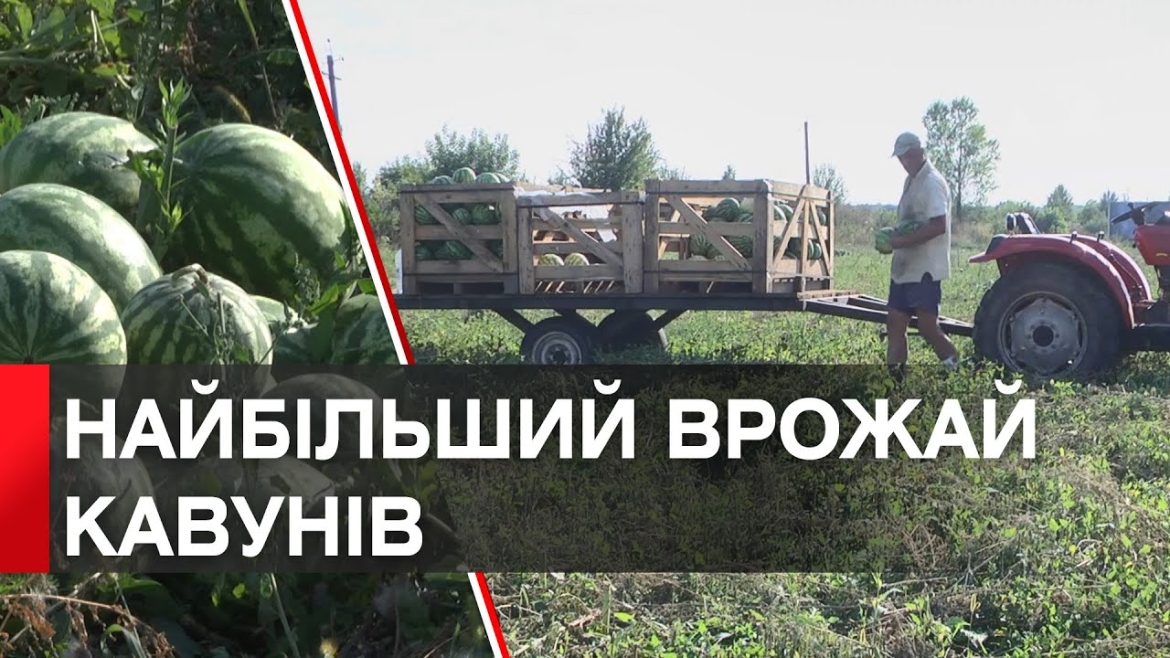 Embedded thumbnail for Вінниччина - лідер у виробництві та врожайності кавунів