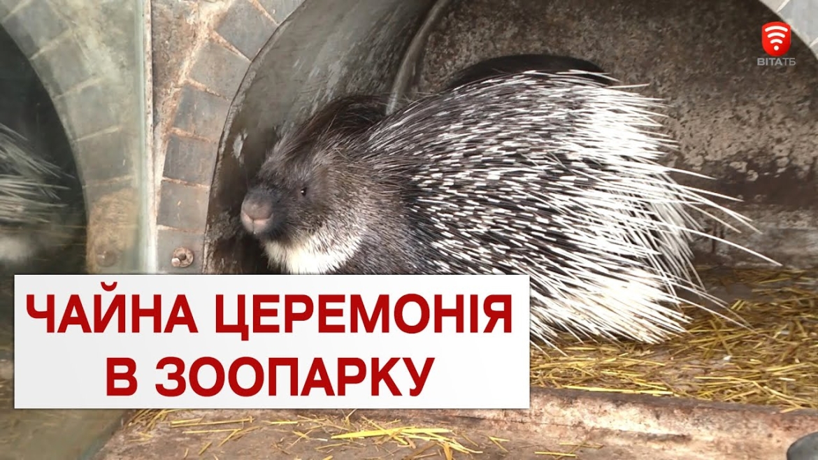 Embedded thumbnail for У Вінниці для тварин із Подільського зоопарку готуватимуть противірусний настій