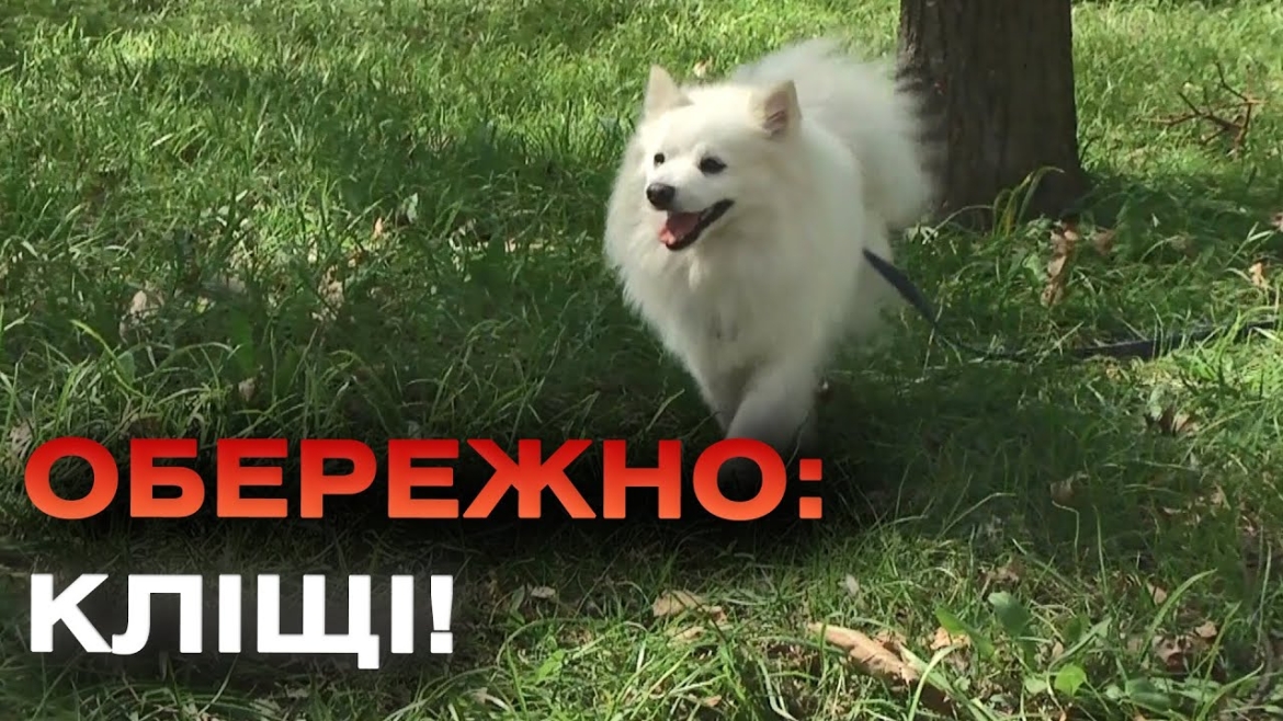 Embedded thumbnail for Розпочався сезон кліщів: у чому небезпека та як врятуватись?