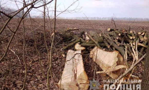 Вінницькі поліцейські завершили розслідування справи «чорних лісорубів»