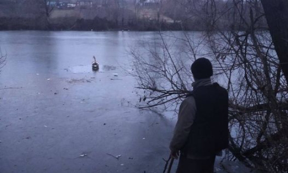 У селі під Гайсином вмерзає в кригу лебідь - люди просять по допомогу