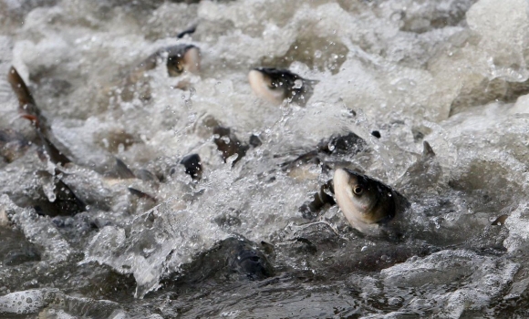 У Гайсинському районі зарибили Дмитренківське водосховище