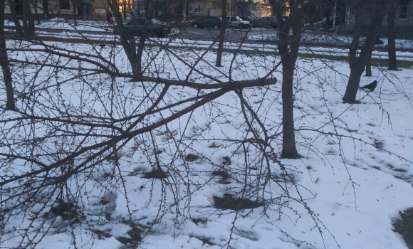 У Вінниці вандали зрізали дерева на проспекті Космонавтів