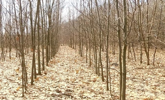 На Вінниччині виділили нові ділянки під заліснення