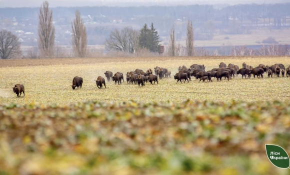 Двох зубрів з Вінниччини переселять у Нацпарк Залісся на Київщині