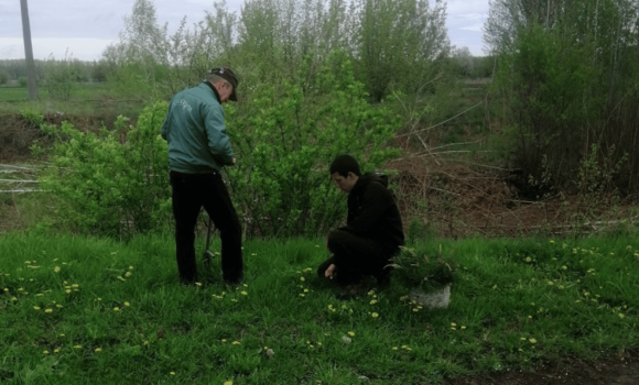 Калинівський полігон твердих побутових відходів обсадили сосною