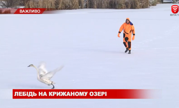 Лебідь на крижаному Вишенському озері