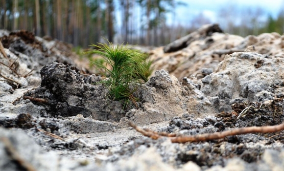 Лісівники Вінниччини залучили юних помічників до створення нових лісів