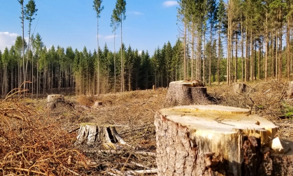 Літинська громада отримала понад два млн грн компенсації за вирубані дерева