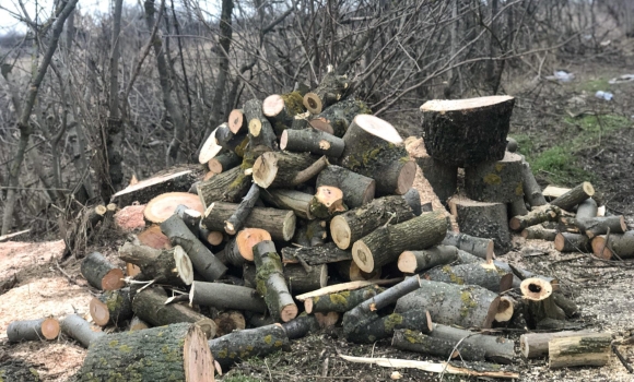 На Вінниччині лісник вирубав дерева на півмільйона гривень