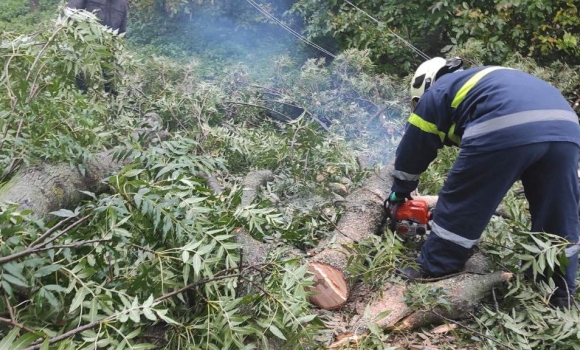 На Вінниччині вирувала негода: вітер повалив десятки дерев