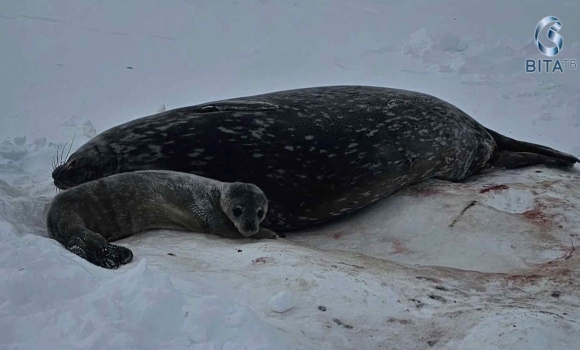 Новонародженне тюленятко виду Венделла сфотографували українські полярники