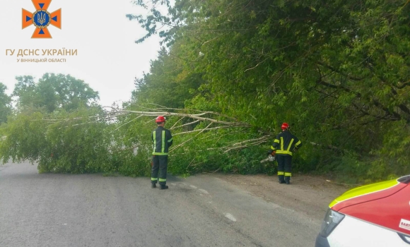 Поблизу села Мала Стадниця Вінницького району на трасу впало дерево