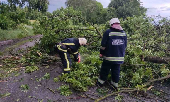 Понад три десятки дерев повалив сильний вітер на Вінниччині