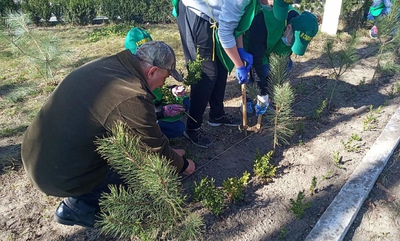 Учнівське лісництво Вінницького держлісгоспу теж саджає ліс